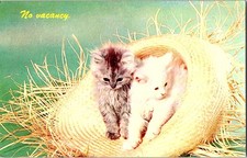 Vintage Dexter Press Kittens in Straw Hat No Vacancy Postcard picture