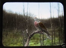 Glass Magic Lantern Slide EUROPEAN BIRDS NO33 TURTLE DOVE ORNITHOLOGY PHOTO  picture