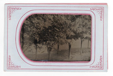 1860 Antique Half Plate Tintype Photo Fruit Orchard Grove Trees Landscape picture