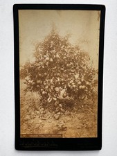 Large Antique Cabinet Card Orange Tree Blanchard Los Angeles C 1890s 5 x 8.25 picture