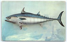 Vintage Florida Bonito fish game fish illustration postcard picture