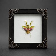 Flower Mantis Bug Taxidermy Framed 4.7
