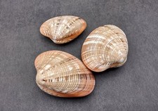 Reddish Venus Clam Seashell Pairs Callista Erycina (3 pairs approx. 2+ inches) picture