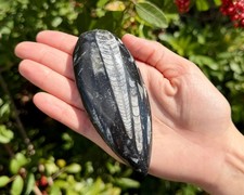 LARGE Orthoceras Fossils, Fossilized Ancient Cephalopod (465+ Million Years Old) picture