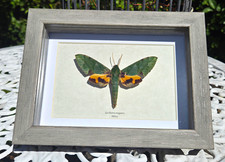 Framed Real Euchloron megaera Specimen Display Africa Rare Insect Moth Oddity picture