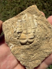 Oklahomacrinus Alva Crinoid Calyx + Stem Fossil Alabama Bangor Limestone Unique  picture