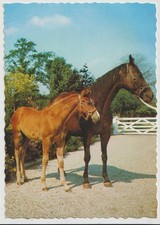 MARE AND FOAL Horse Postcard Korsch Verlag Publisher 5859 picture