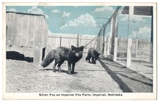 1915 Imperial, Nebraska - Silver Fox on Imperial Fox Farm - Vintage Postcard picture