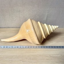 Empty Shell -Giant Australian Trumpet Shell (Syrinx aruanus) 22.25