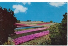 vintage postcard Bill Wentzell Nursery Elmer New Jersey NJ picture