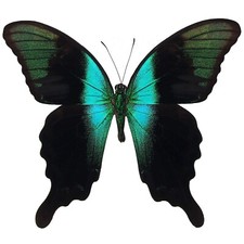 Papilio adamantius ONE REAL BUTTERFLY GREEN WINGS CLOSED INDONESIA picture