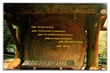 Vintage 1960s - Muir Woods National Monument -  California Postcard (UnPosted) picture