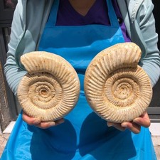 2pcs 5.8LB Natural White Ammonite Fossil Specimen Home Decor Healing Stone 6808 picture