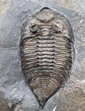 4.5 cm Dalmanites marginatus trilobite fossil - Rochester Shale NY picture