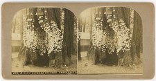 CALIFORNIA STEREOVIEW - Santa Cruz - Card Covered Big Tree - 1900s RARE picture