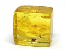 Amber Cube Piece With 3 INSECTS Collectible Baltic Insects Inclusion 4,7g 21562 picture