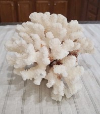 Vintage Natural Beautiful Large White Coral Piece picture