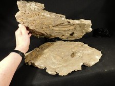 TWO BIG Eudolatites Sp. Trilobite Fossils in HUGE SPLIT Matrix with STARFISH picture