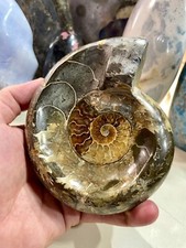 Ammonite Fossil Conch Specimen 5.5” Crystal Healing Yoga Meditation Reiki ZENDA picture