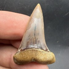 1.59” Peruvian Mako Shark Tooth Fossil - All Natural picture