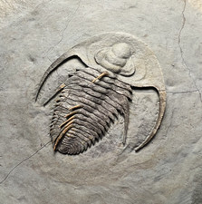 Rare Fallotaspis cf. bondoni Trilobite Fossil – Remarkable Specimen ✅ picture