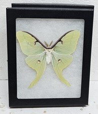 Real Framed Luna Moth (M) picture