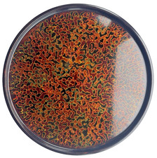 Vintage Japanese Tsugaru Nuri Lacquer Round Plate Marbled 26cm (10inch) Large picture