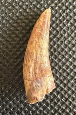 Rare 1” Phytosaur Tooth – Redondasaurus – Redonda Formation – Quay County, NM picture