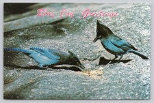Vintage Blue Jay Greetings Postcard - Western Resort Photo by Chas. P. Greening picture