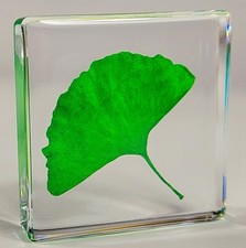 48mm Real Ginkgo Biloba Leaf in Clear Lucite Resin Dried Pressed Herb Herbarium picture