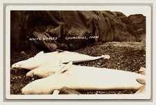 RPPC White Whale after whaling hunting Churchill Maniotba picture