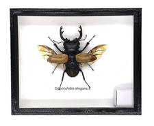 Real Exotic Stag Beetle (Odontolobis Elegans) Open Wings - Taxidermy Insect B... picture