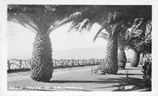 RPPC Real Photo Postcard California Palm Trees Posted 1948 picture
