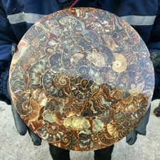 TOP！10Inch Natural Ammonite Disc Fossil Conch Specimen Healing 1PC 800g-1000g picture