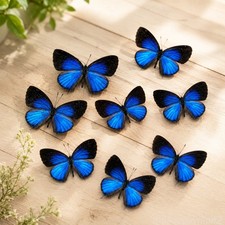 10 Real Dark Caerulean Butterfly Specimens Jamides Bochus Spread A1-A- DIY picture