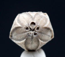 Blastoid Specimen NICE Fossil Sea Life Echinoderm Mineral INDIANA w/ ID card picture
