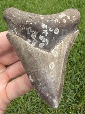 Natural 3.80” Megalodon Shark Tooth Fossil Real Shark Teeth No Restoration picture