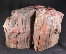 Arizona Petrified  Wood  Piece - 8 Lbs, 15 Ozs   - Collector -  Bark picture