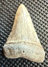 Museum Quality Unique Fossil Great White Shark Tooth 1.1” Oceanside, CA picture