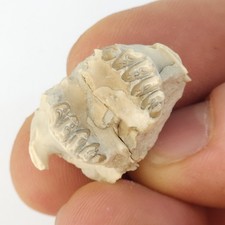 Palaeolagus Rabbit Maxilla Fossil - White River - Brule Fm. - South Dakota picture