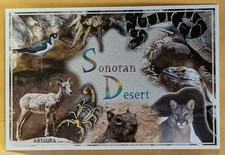 Postcard AZ: The Sonoran Desert Wildlife. Arizona  picture