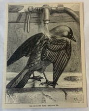 1884 magazine engraving ~ JACKDAW'S BATH picture