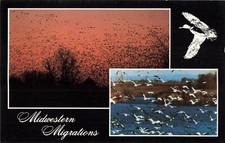 Postcard Midwestern Migrations Fowls in Flight Birds Sunset picture