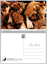 Continental Morel Mushroom Postcard picture