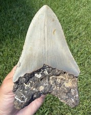 Natural 4.57” Megalodon Shark Tooth Fossil Real Shark Teeth No Restoration picture