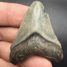 1.98” Megalodon Tooth Southwest Florida Real Shark Tooth Fossil picture