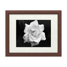 Trademark Fine Art Gardenia by Kurt Shaffer Tan Frame 16x20 picture