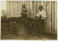 Photo:Woodburn Kentucky 1916 Tobacco Harvesting Boys Lester Daniel Hine picture