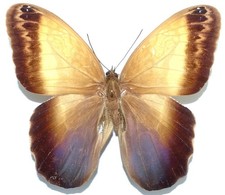 CALIGO ARISBE FROM PONTA GROSSA, PARANA, BRAZIL ++VERY RARE++ picture