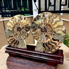 6.34LB Natural conch slice a pair Sea Conch Crystal Specimen Slice Healing picture
